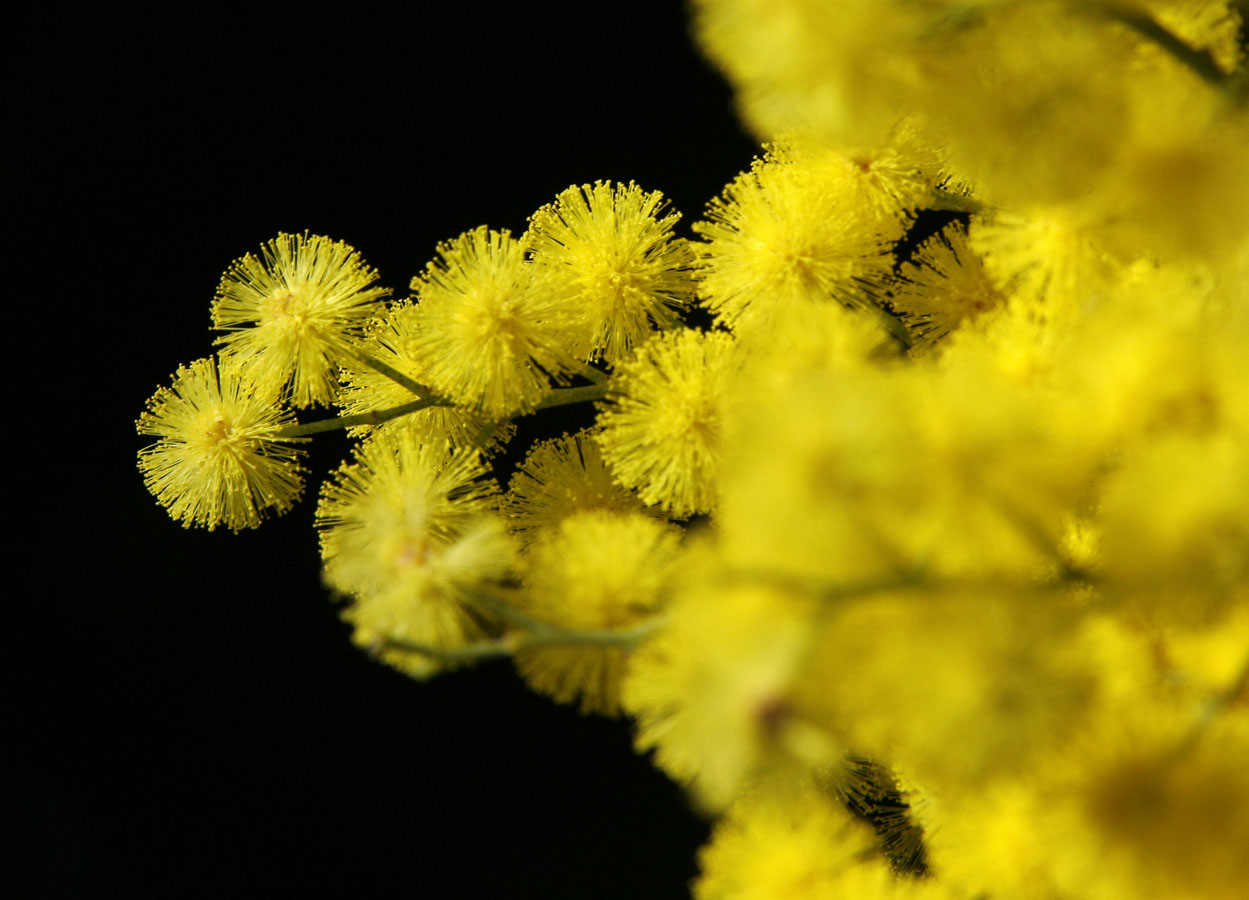 mimosa