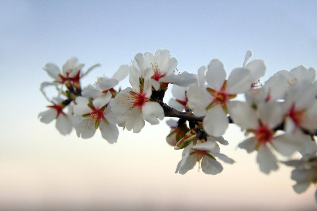 pasqua