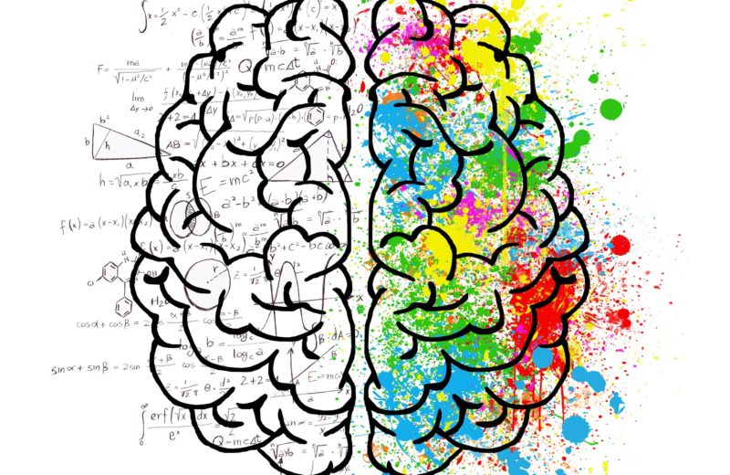 brain