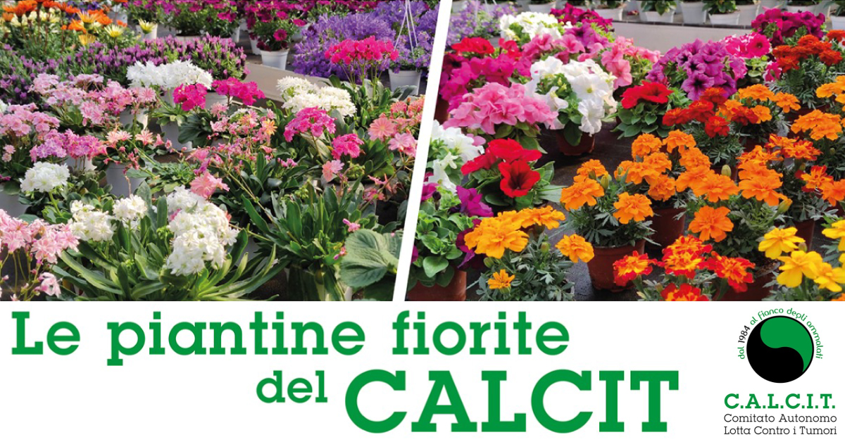 Banner-Le-piantine-fiorite-del-CALCIT-Andria