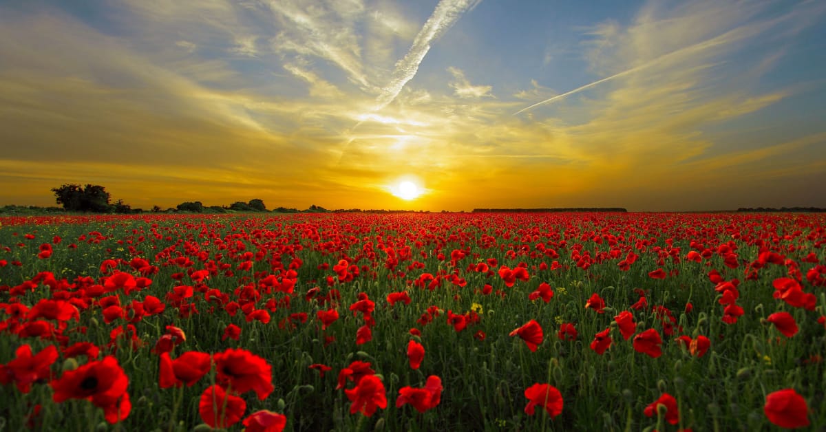 Banner Buona Pasqua 2022 Centro di Servizio al Volontariato San Nicola – OdV web