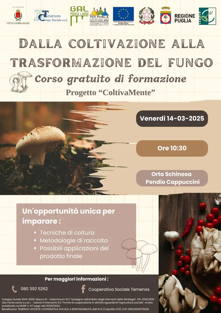 Venerdì 14 Marzo 2025 alle 10:30, la Cooperativa Sociale Temenos, nell’ambito del progetto di inclusione sociale ColtivaMente, organizza un corso di formazione gratuito “Dalla coltivazione alla trasformazione del Fungo Cardoncello”, presso Orto Schinosa, in Pendio Cappuccini a Bisceglie.